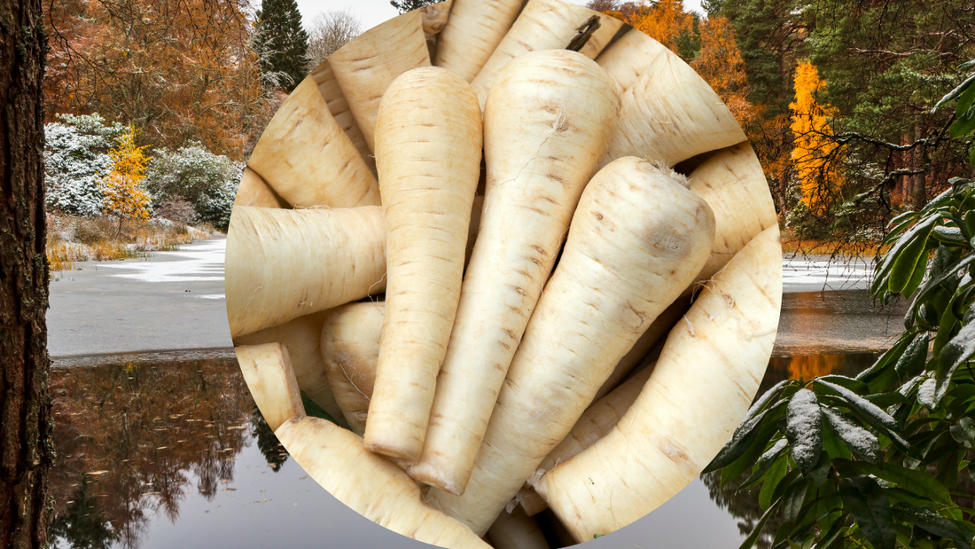 What season are Parsnips grown in?