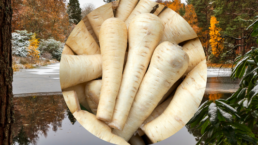 What season are Parsnips grown in?